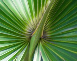 Detail on a palm frond (8297623365).jpg