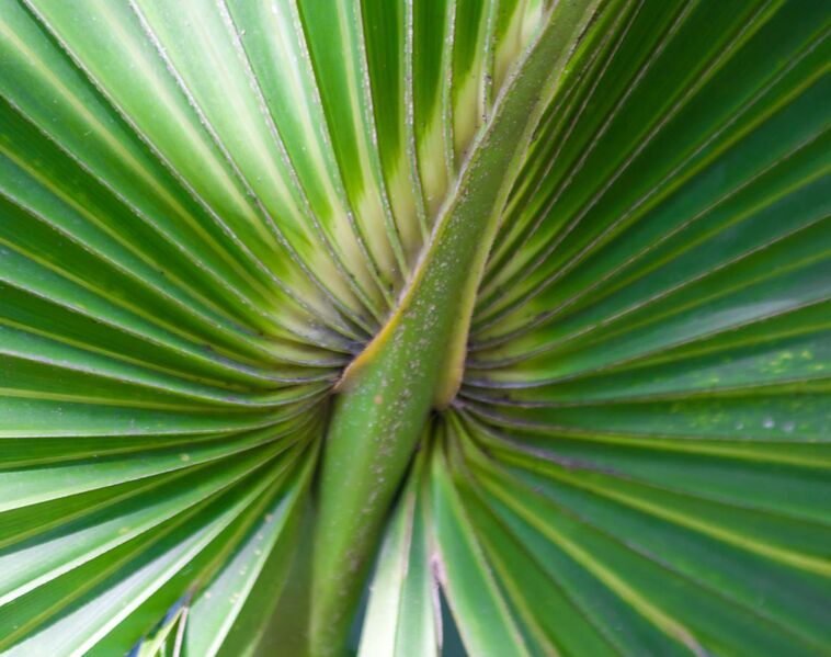File:Detail on a palm frond (8297623365).jpg