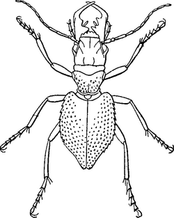 EB 1911 Manticora tuberculata.png