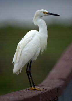 Egret (9331391838).jpg