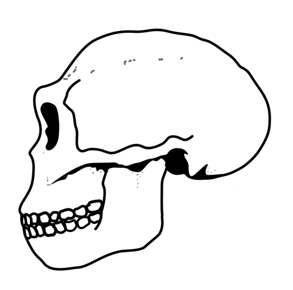 File:Ergaster Skull.png