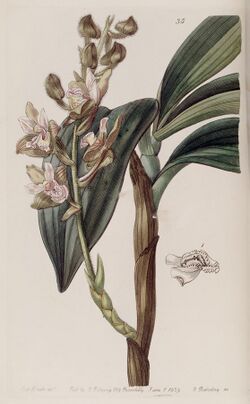 Eria ferruginea - Edwards vol 25 (NS 2) pl 35 (1839).jpg