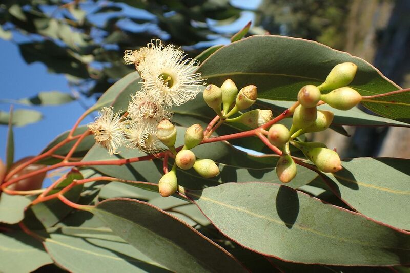 File:Eucalyptus sheathiana buds.jpg