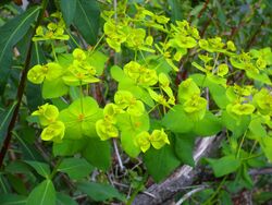 Euphorbia paniculata Habitus 2011-4-21 SierraMadrona.jpg