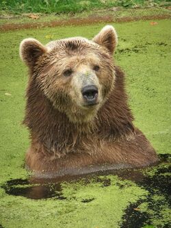 Eurasian Brown Bear.jpg
