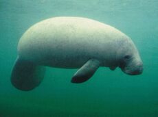 A manatee with a circular tail, floating in the water-column