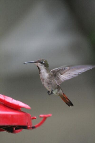 File:Female Ruby-topaz Hummingbird (Chrysolampis mosquitus).jpg