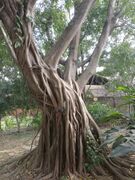 Ficus microcarpa – Stem & Habitus.