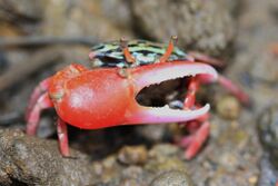 Fiddler Crab (Uca crassipes?) (6262758647).jpg