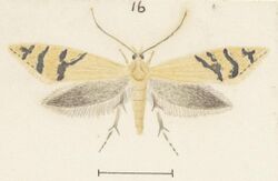 Fig 16 MA I437894 TePapa Plate-XXXIII-The-butterflies full (cropped).jpg