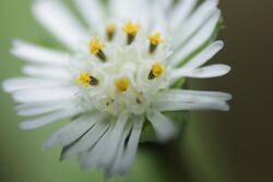 Flower of Eclipta prostrata - Macro Photography 02.jpg