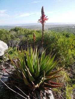 Fynbos Aloe - Aloe succotrina - Cape Town 2.JPG
