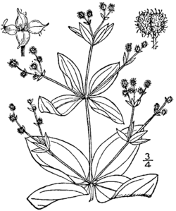 Galium circaezans drawing.png