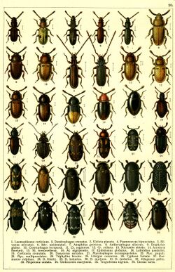 Georgiy Jacobson - Beetles Russia and Western Europe - plate 20.jpg