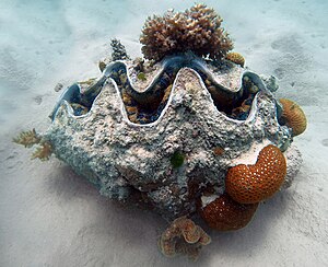 Giant clam (Tridacna gigas) Michaelmas Cay.jpg