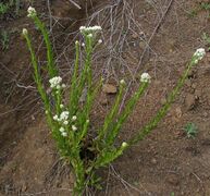 California rabbit tobacco