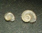 Gyraulus (Armiger) crista.JPG