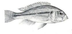 Haplochromis martini.jpg