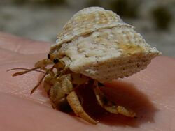 Hermit crab and Astralium phoebium.jpg