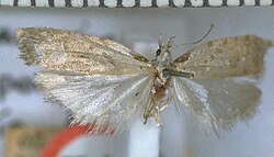 Heterocrossa epomiana holotype.jpg