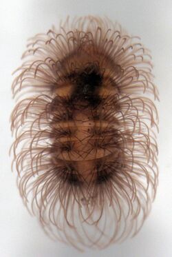 Hexanodes vulgata larva.jpg