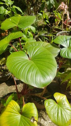 Homalomena rubescens (Philippines) 01.jpg