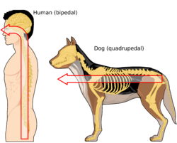 Human Neuroaxis-en.svg