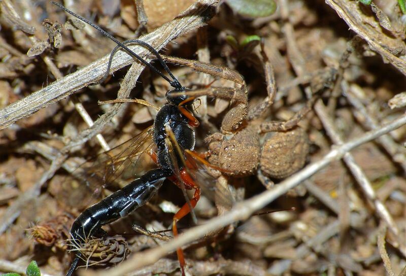File:Ichneumonid Wasp (Ephialtes sp.) caught by Crab Spider (Xysticus sp.) (10113377356).jpg