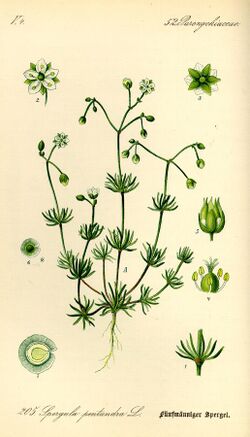 Illustration Spergula pentandra0.jpg