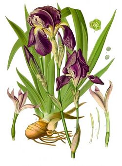Iris × germanica - Köhler–s Medizinal-Pflanzen-211.jpg