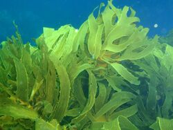 Large light green fronds under water