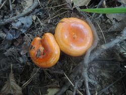 Lactarius agglutinatus 702986.jpg