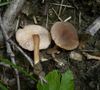 Lactarius lepidotus 41554.jpg