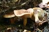 Lactarius subdulcis 20070925wa.JPG