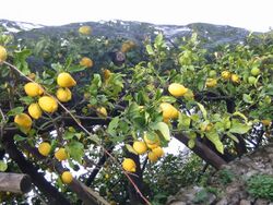 Lemon tree Italy.JPG