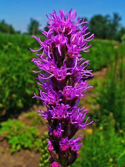 Liatris spicata 002.JPG