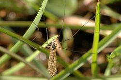 Limnophila.schranki.jpg