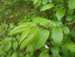 Lonicera ruprechtiana 2017-04-30 8929.jpg