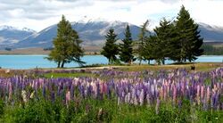 Lupins at lake tekapo.jpg