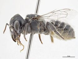 Megachile fulvomarginata.jpg