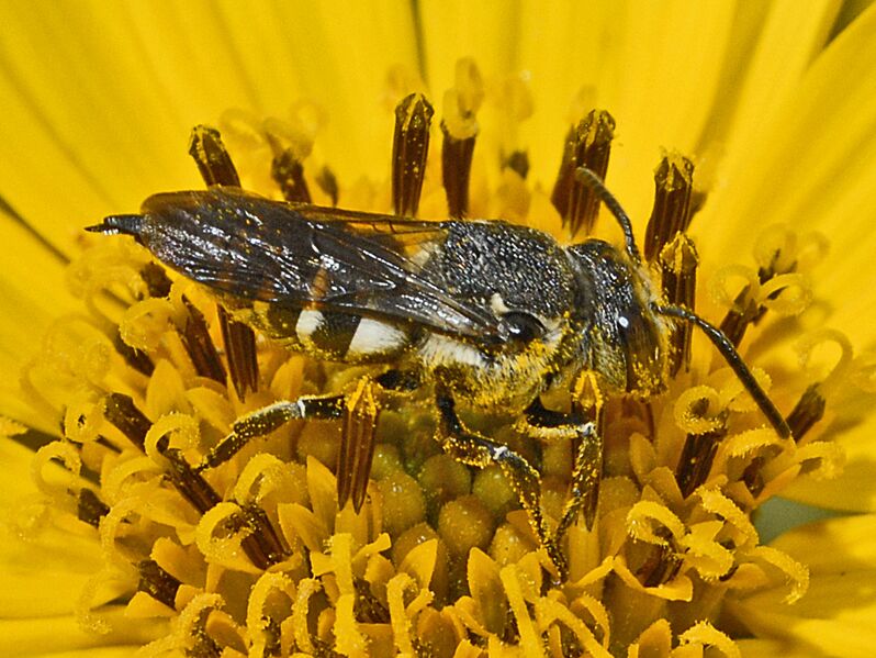 File:Megachilidae - Coelioxys species.JPG