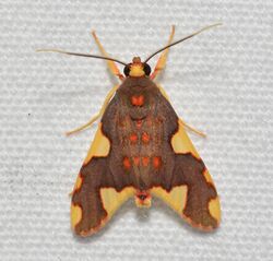 Moths of Costa Rica (Trichromia carinaria).jpg