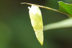 Mottled Emigrant Catopsilia pyranthe pupa.JPG