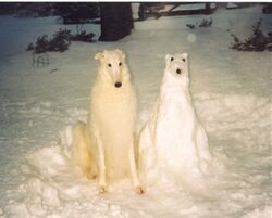 Mychtar and his Snowdog.jpg