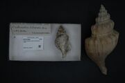 Naturalis Biodiversity Center - RMNH.MOL.200707 - Penion dilatatus (Quoy & Gaimard, 1833) - Buccinidae - Mollusc shell.jpeg