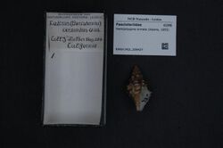 Naturalis Biodiversity Center - RMNH.MOL.209427 - Hemipolygona armata (Adams, 1855) - Fasciolariidae - Mollusc shell.jpeg