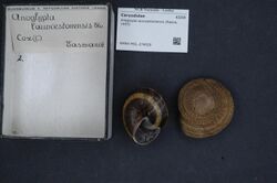 Naturalis Biodiversity Center - RMNH.MOL.274028 - Anoglypta launcestonensis (Reeve, 1853) - Caryodidae - Mollusc shell.jpeg