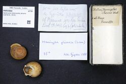 Naturalis Biodiversity Center - RMNH.MOL.303861 - Hemicycla (Hemicycla) plicaria (Lamarck, 1816) - Helicidae - Mollusc shell.jpeg