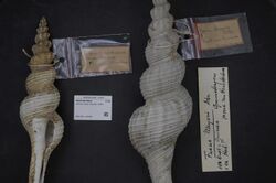 Naturalis Biodiversity Center - ZMA.MOLL.355360 - Fusinus meyeri (Dunker, 1869) - Fasciolariidae - Mollusc shell.jpeg
