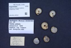 Naturalis Biodiversity Center - ZMA.MOLL.403322 - Trochulus (Trochulus) plebeius (Draparnaud, 1805) - Hygromiidae - Mollusc shell.jpeg